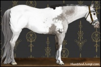 Horse Color:Smoky Blue Roan Appaloosa 