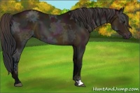 Horse Color:Midnight Bay Ice 