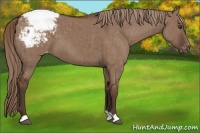 Horse Color:Liver Red Dun Appaloosa Brindle 