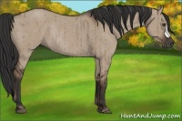 Horse Color:Liver Red Dun Rabicano Brindle 