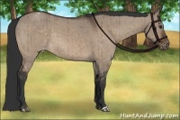 Horse Color:Brown Dun Appaloosa Brindle 