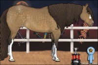 Horse Color:Buckskin Dun Appaloosa Brindle 