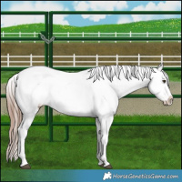 Horse Color:Liver Red Dun Appaloosa Brindle 