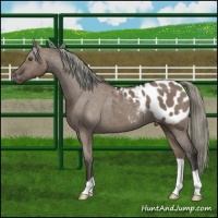 Horse Color:Liver Red Dun Mushroom Appaloosa Brindle 