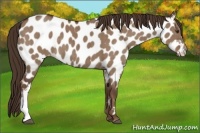 Horse Color:Liver Red Dun Near Leopard Brindle 