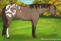 Horse Color:Liver Red Dun Appaloosa Brindle