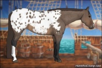 Horse Color:Brown Dun Blanket Brindle 