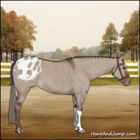 Horse Color:Liver Red Dun Mushroom Appaloosa Brindle