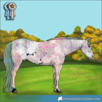 Horse Color:Watercolor Plaid  White Spotted Grullo Ice Rabicano 