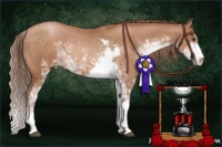 Horse Color:Chocolate Brown Pearl Sabino Rabicano 