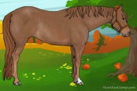 Horse Color:Chestnut Rabicano 
