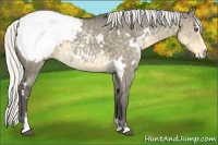 Horse Color:White Spotted Silver Smoky Grullo Chinchilla Sabino Appaloosa Brindle 