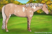 Horse Color:White Spotted Silver Sable Champagne 