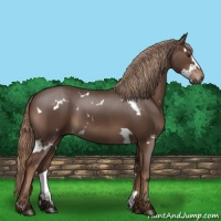 Horse Color:White Spotted Liver Chestnut Rabicano