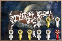 Horse Color:Liver Chestnut and Liver Chestnut Appaloosa