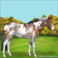 Horse Color:White Spotted Buckskin Rabicano 