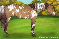 Horse Color:White Spotted Chocolate Buckskin Dun 