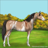 Horse Color:White Spotted Bay Dun Sabino 