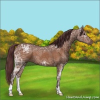 Horse Color:Chocolate Buckskin Ice 