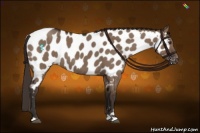 Horse Color:Liver Red Dun Appaloosa 