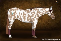 Horse Color:Red Dun Appaloosa 