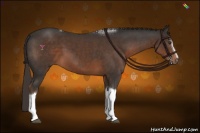 Horse Color:White Spotted Liver Chestnut Tobiano 