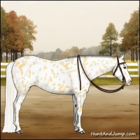 Horse Color:Palomino Appaloosa