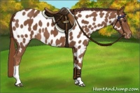 Horse Color:Chestnut Appaloosa
