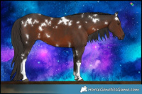 Horse Color:White Spotted Liver Chestnut Tobiano 