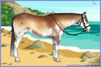 Horse Color:Buckskin Onyx Splash 