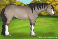 Horse Color:Buckskin Dun 