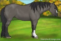 Horse Color:Grullo 
