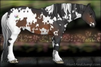 Horse Color:White Spotted Brown 