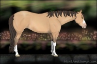 Horse Color:Amber Champagne 