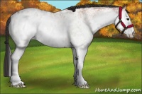 Horse Color:White Spotted Bay Appaloosa 