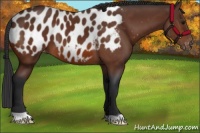 Horse Color:Brown Appaloosa 