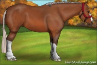 Horse Color:Silver Bay 