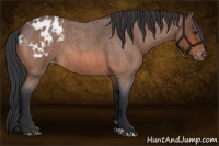 Horse Color:Bay Roan Appaloosa 