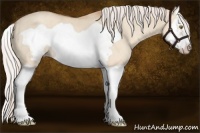 Horse Color:Silver Classic Champagne Dun Splash Frame 
