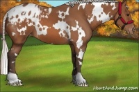 Horse Color:White Spotted Silver Bay Varnish 