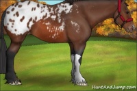 Horse Color:Bay Appaloosa