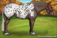 Horse Color:Silver Black Appaloosa 