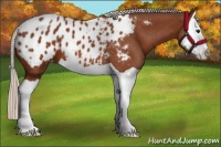 Horse Color:Silver Brown Splash Appaloosa 
