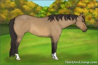 Horse Color:Buckskin Dun 