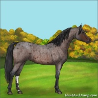 Horse Color:Bay Roan 