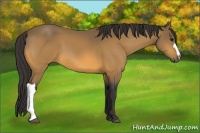 Horse Color:Buckskin 