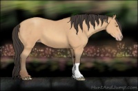 Horse Color:Amber Champagne 