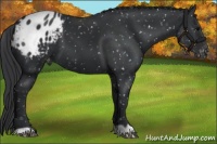Horse Color:Black Appaloosa 