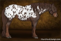 Horse Color:Liver Chestnut Appaloosa 