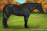 Horse Color:Gray Black 